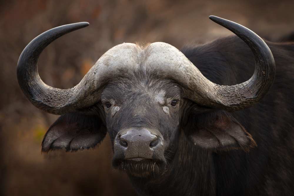 A Buffalo Portrait à Mario Moreno