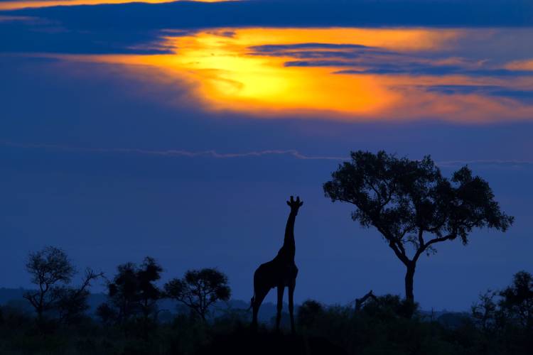 A Giraffe at Sunset à Mario Moreno