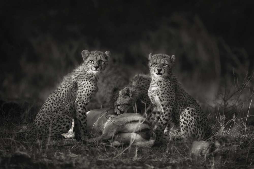 Cheetah Cubs à Mario Moreno