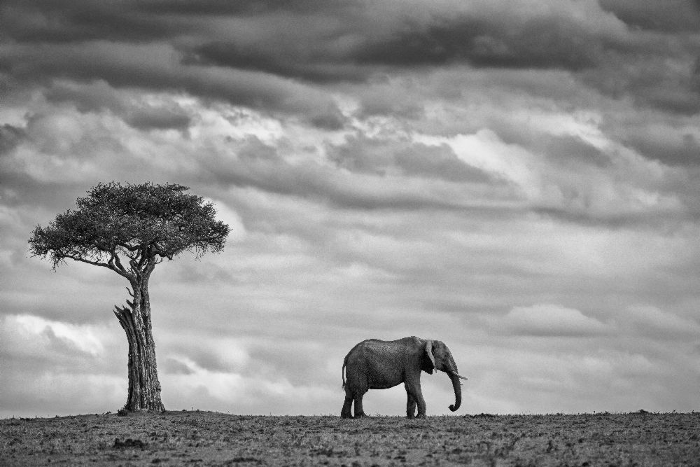 Elephant Landscape à Mario Moreno