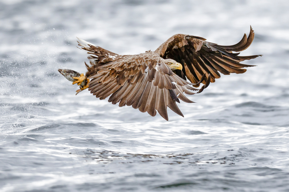 The sea eagle-Recolonisating Scotland à Mario Suárez