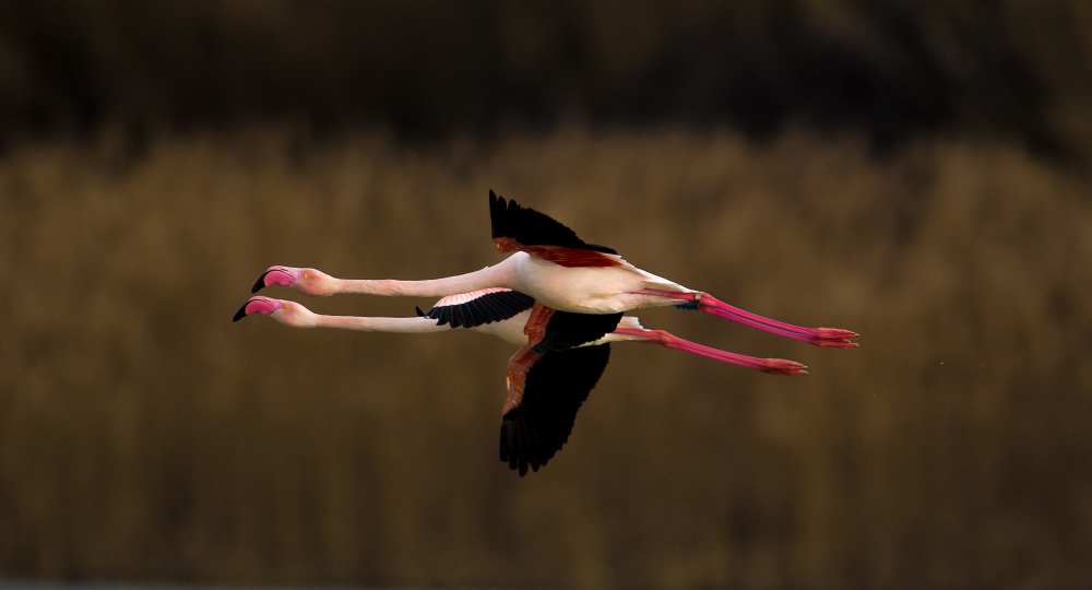 Greater Flamingo à Marius Floca