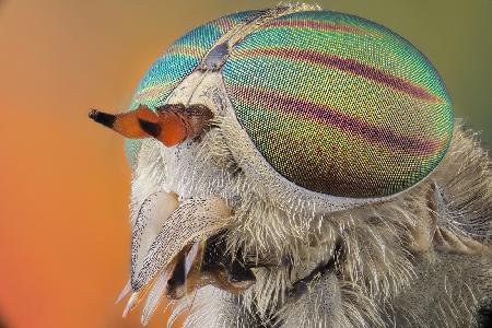 horse fly-tabanus tropicus