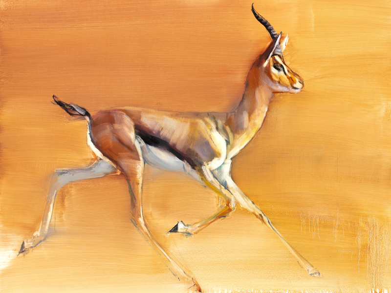 Arabian Gazelle à Mark  Adlington