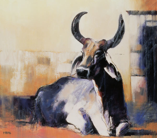 Sacred Cow, Bhuj à Mark  Adlington