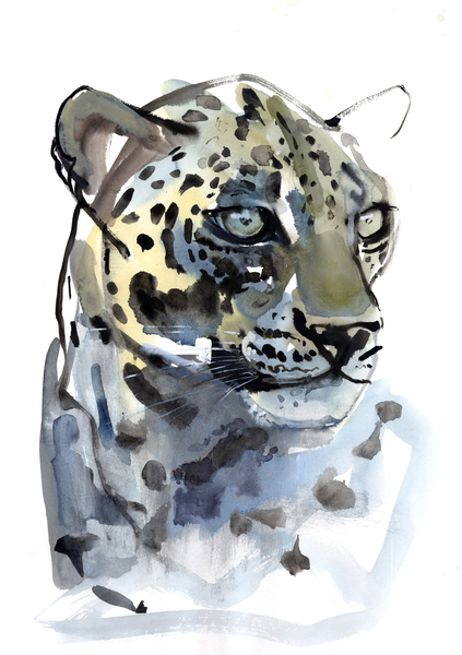 Arabian Leopard à Mark  Adlington