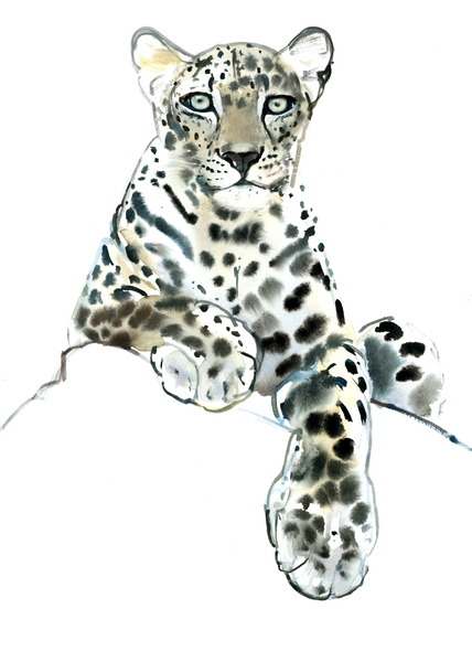 Direct (Arabian Leopard) à Mark  Adlington