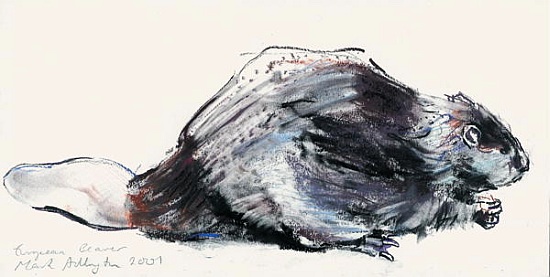 European Beaver (Study) 2001 à Mark  Adlington