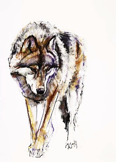 European Wolf à Mark  Adlington