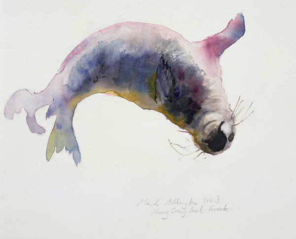 Jeune phoque gris, Gweek à Mark  Adlington