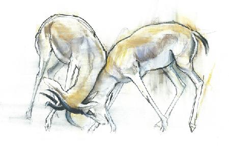 Sand Gazelles