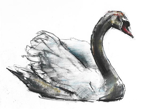 Swan à Mark  Adlington