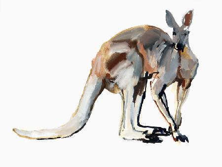 Roo, (Red Kangaroo)