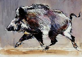 Running boar