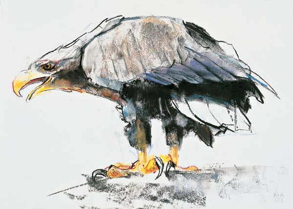 White tailed Sea Eagle à Mark  Adlington