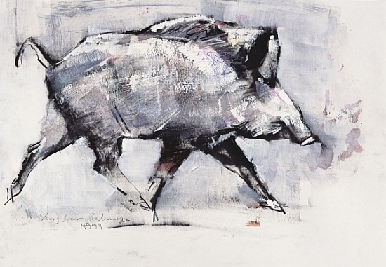 Young boar, Bialowieza, Poland à Mark  Adlington