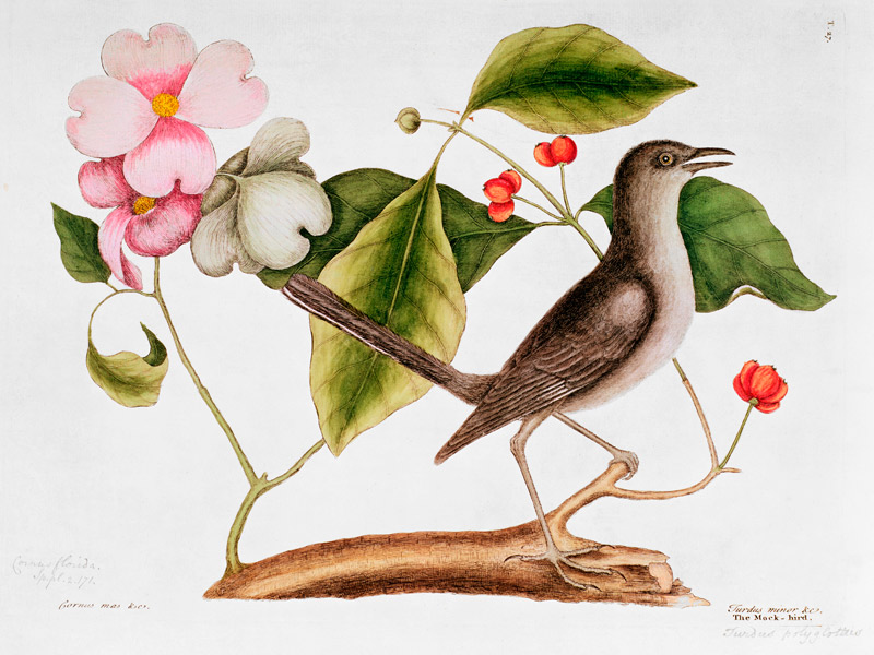 Dogwood: Cornus florida and Mocking Bird from the "Natural History of Carolina" (1730-48) à Mark Catesby