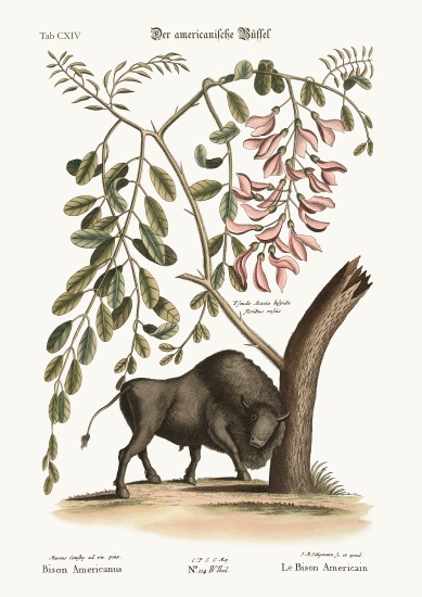 The American Bison à Mark Catesby