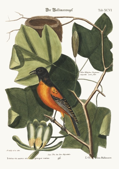 The Baltimore Bird à Mark Catesby