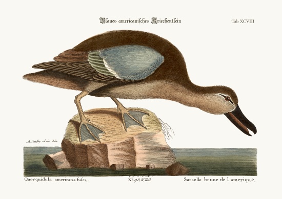 The Blue-wing Teal à Mark Catesby