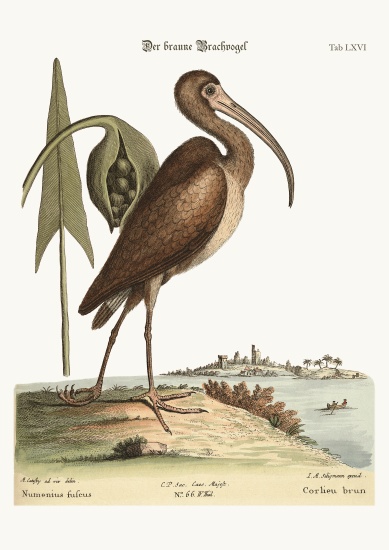 The brown Curlew à Mark Catesby