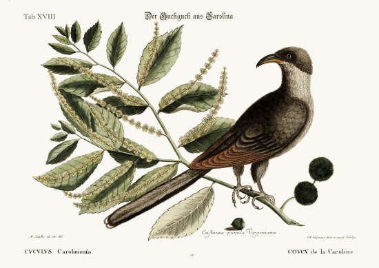 The Cuckow of Carolina à Mark Catesby