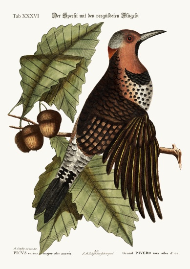 The gold-winged Woodpecker à Mark Catesby