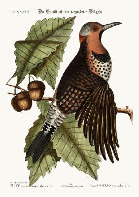 The gold-winged Woodpecker