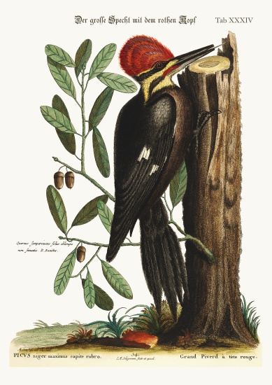 The larger red-crested Woodpecker à Mark Catesby