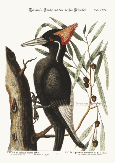 The largest white-bill Woodpecker à Mark Catesby