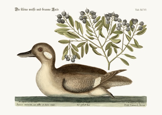The little brown Duck à Mark Catesby
