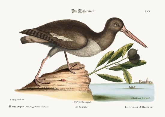 The Oyster Catcher à Mark Catesby