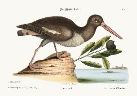 The Oyster Catcher