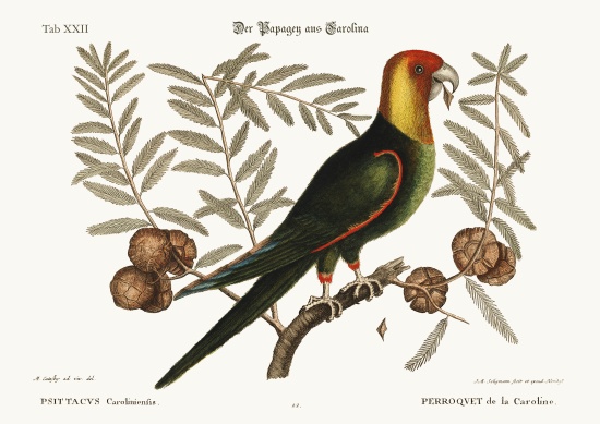 The Parrot of Carolina à Mark Catesby