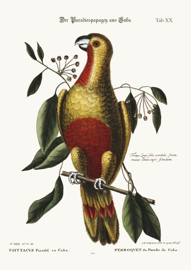 The Parrot of Paradise of Cuba à Mark Catesby
