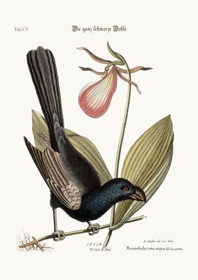 The Razor-billed Black-bird of Jamaica à Mark Catesby