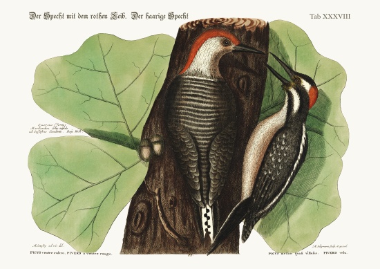 The red-bellied Woodpecker. The hairy Woodpecker. à Mark Catesby