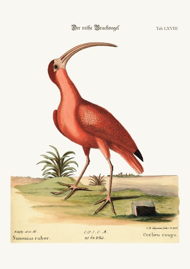 The red Curlew à Mark Catesby