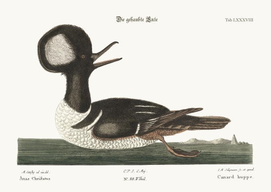 The round-crested Duck à Mark Catesby