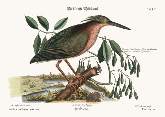 The small Bittern à Mark Catesby