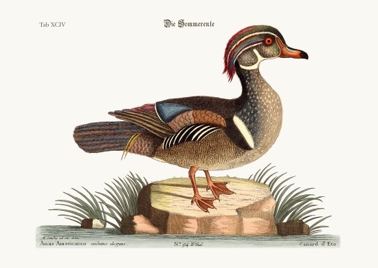 The Summer Duck à Mark Catesby