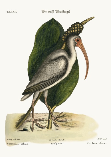 The white Curlew à Mark Catesby