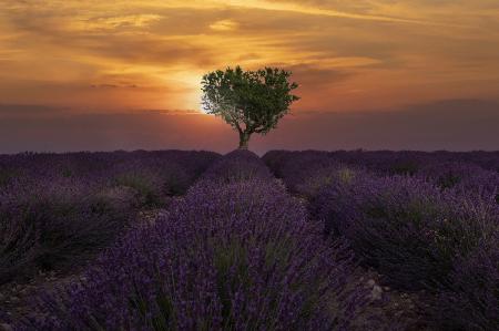 Sunrise in Valensole