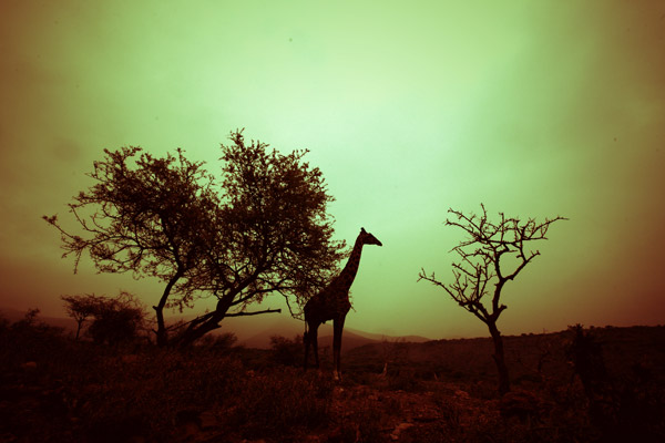 Girafe (1) à Lucas Martin