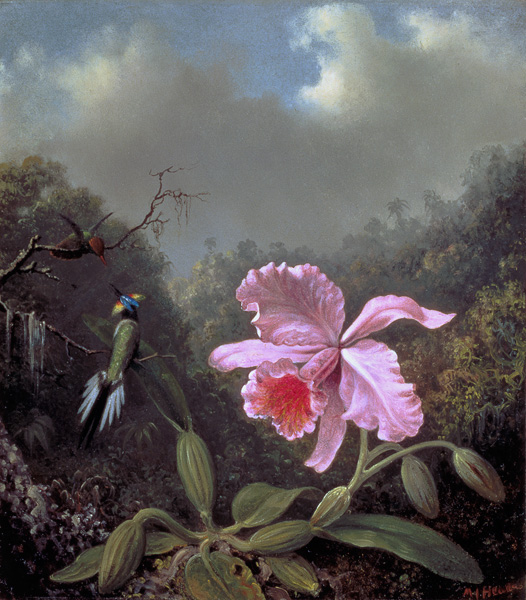 Still Life with an Orchid and a Pair of Hummingbirds à Martin Johnson Heade