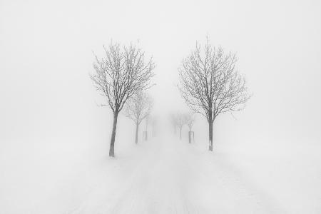 Trees in fog