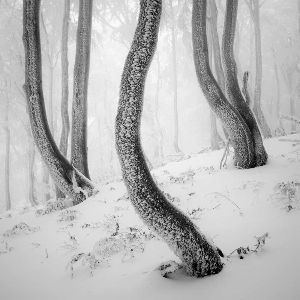 Frozen Forest à Martin Rak
