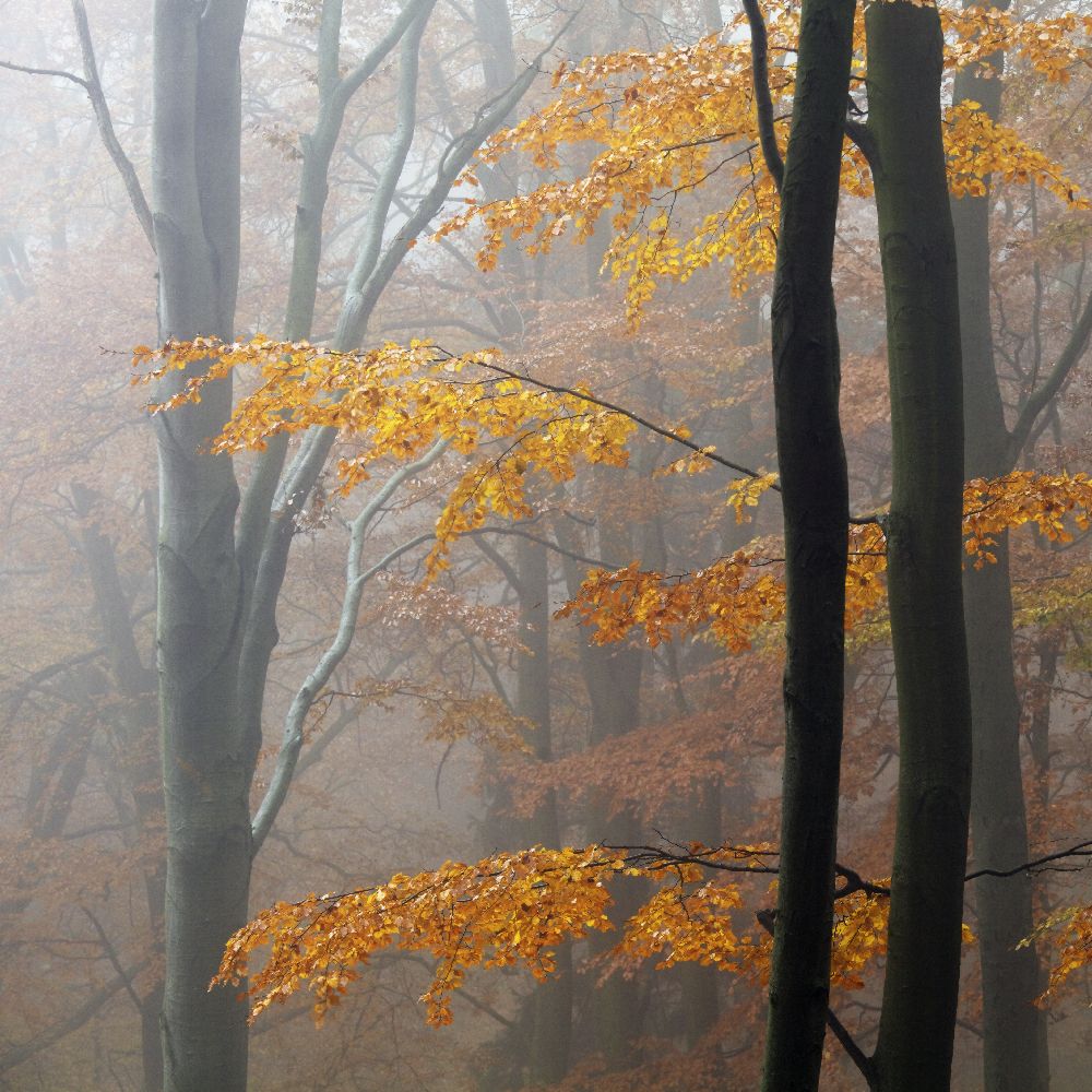 Autumn Forest à Martin Rak