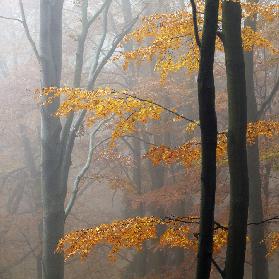 Autumn Forest