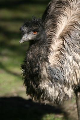 Großer Emu à Martina Berg